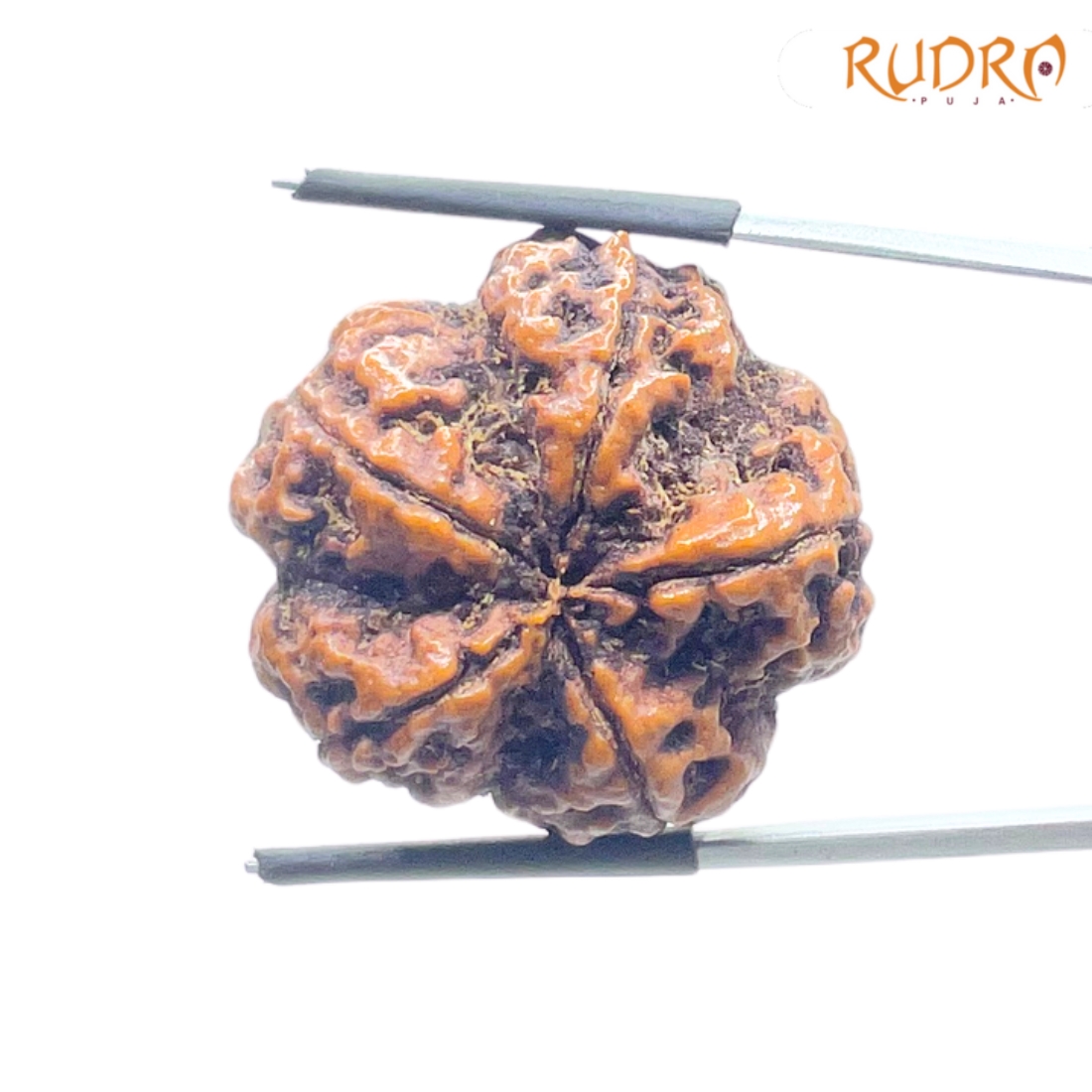 Super Collector 5 Mukhi Rudraksha Nepal - (29.18 MM)