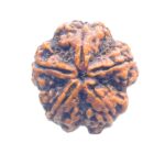 Super Collector 5 Mukhi Rudraksha Nepal - (29.18 MM)