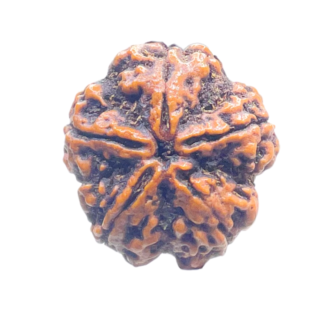 Super Collector 5 Mukhi Rudraksha Nepal - (29.18 MM)