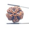 Super Collector 5 Mukhi Rudraksha Nepal - (29.18 MM)