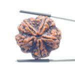 Super Collector 5 Mukhi Rudraksha Nepal - (29.18 MM)