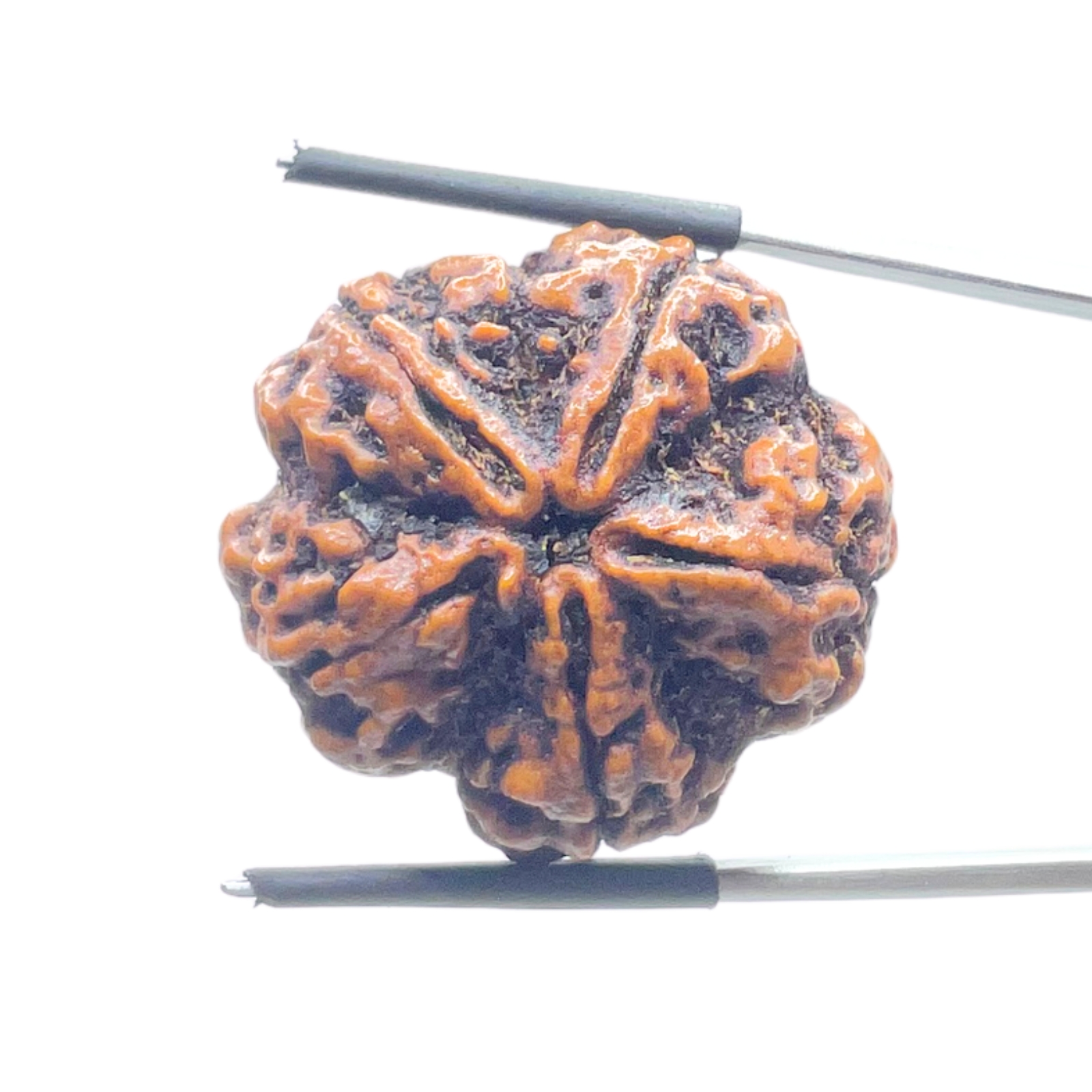 Super Collector 5 Mukhi Rudraksha Nepal - (29.18 MM)