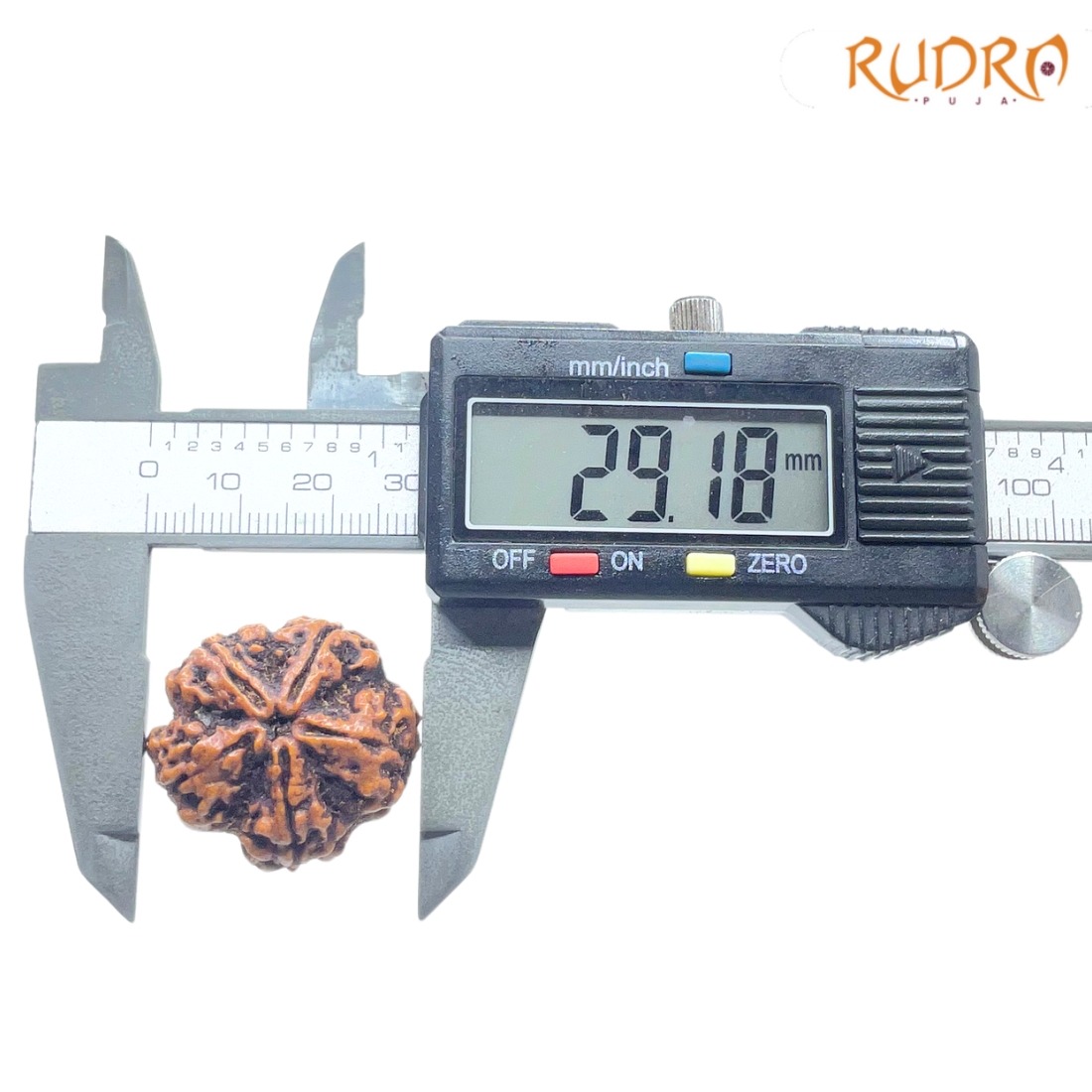 Super Collector 5 Mukhi Rudraksha Nepal - (29.18 MM)