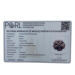 Super Collector 5 Mukhi Rudraksha Nepal - (29.18 MM)
