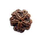 Super Collector 5 Mukhi Rudraksha (28.35 MM)