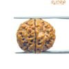 Collector 6 Mukhi Rudraksha Nepal ( 22.15 Mm)