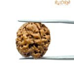 5 Mukhi Rudraksha Nepal - (18.67 Mm)