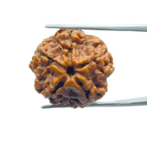 5 Mukhi Rudraksha Nepal - (15.05 Mm)
