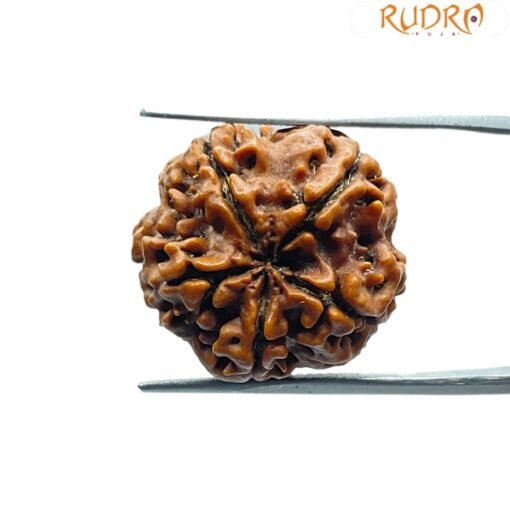 5 Mukhi Rudraksha Nepal - (15.05 Mm)