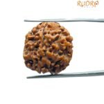 5 Mukhi Rudraksha Nepal - (15.05 Mm)
