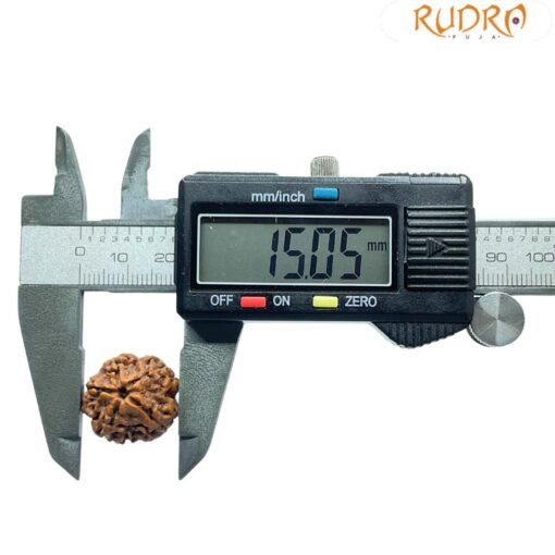 5 Mukhi Rudraksha Nepal - (15.05 Mm)