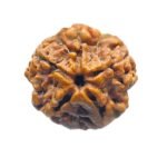 5 Mukhi Rudraksha Nepal - (15.05 Mm)
