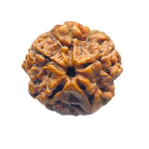 5 Mukhi Rudraksha Nepal - (15.05 Mm)