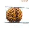 4 Mukhi Rudraksha Nepal - ( 21.20 Mm ) 15 4 Mukhi Rudraksha Nepal - ( 21.20 Mm )