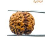4 Mukhi Rudraksha Nepal - ( 21.20 Mm ) 8 4 Mukhi Rudraksha Nepal - ( 21.20 Mm )