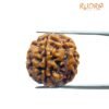 4 Mukhi Rudraksha Nepal - ( 19.20 Mm ) 15 4 Mukhi Rudraksha Nepal - ( 19.20 Mm )