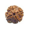 4 Mukhi Rudraksha Nepal - ( 19.20 Mm ) 16 4 Mukhi Rudraksha Nepal - ( 19.20 Mm )