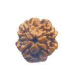 4 Mukhi Rudraksha Nepal - ( 21.05 Mm )