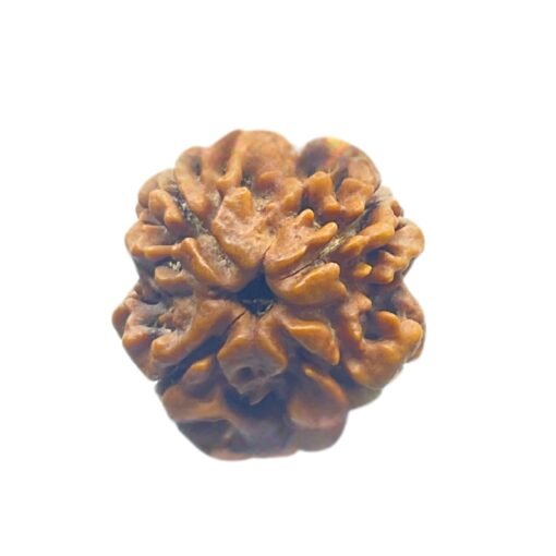 4 Mukhi Rudraksha Nepal - ( 21.05 Mm )