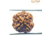 4 Mukhi Rudraksha Nepal - ( 18.45 MM )