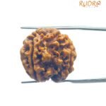 4 Mukhi Rudraksha Nepal - ( 21.00 Mm ) 8 4 Mukhi Rudraksha Nepal - ( 21.00 Mm )