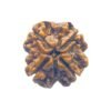 4 Mukhi Rudraksha Nepal - ( 21.00 Mm ) 16 4 Mukhi Rudraksha Nepal - ( 21.00 Mm )