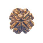 4 Mukhi Rudraksha Nepal - ( 21.00 Mm ) 9 4 Mukhi Rudraksha Nepal - ( 21.00 Mm )