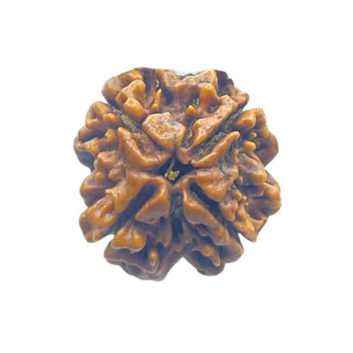 4 Mukhi Rudraksha Nepal - ( 21.00 MM )