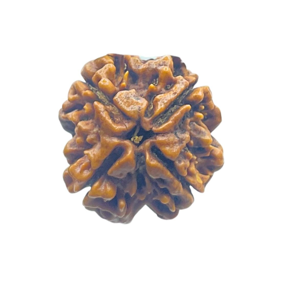 4 Mukhi Rudraksha Nepal - ( 21.00 Mm ) 4 4 Mukhi Rudraksha Nepal - ( 21.00 Mm )