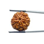Collector 6 Mukhi Rudraksha Nepal (23.00 MM)