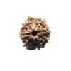 7 Mukhi Nepal Rudraksha (18.28Mm) 12 7 Mukhi Nepal Rudraksha (18.28Mm)