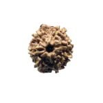 7 Mukhi Nepal Rudraksha (18.28Mm)