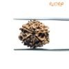 7 Mukhi Nepal Rudraksha (18.28Mm) 11 7 Mukhi Nepal Rudraksha (18.28Mm)