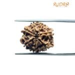 7 Mukhi Nepal Rudraksha (18.28Mm)