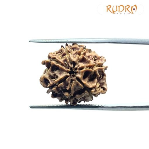 7 Mukhi Nepal Rudraksha (18.28Mm)