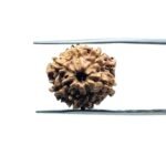 7 Mukhi Nepal Rudraksha (18.28MM)