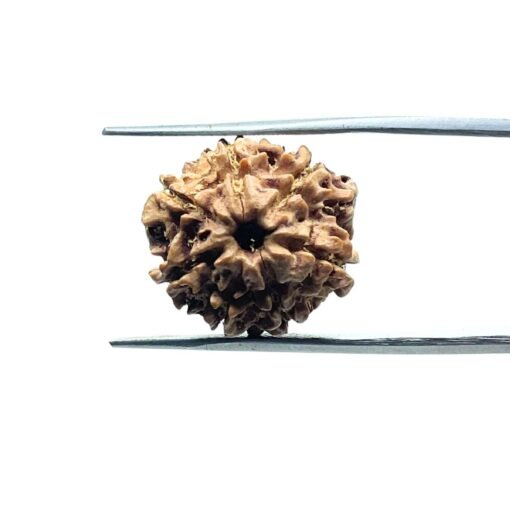 7 Mukhi Nepal Rudraksha (18.28Mm)