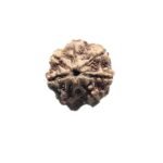 7 Mukhi Nepal Rudraksha (19.76Mm)