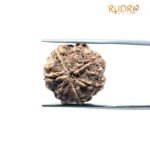 7 Mukhi Nepal Rudraksha (19.76Mm)
