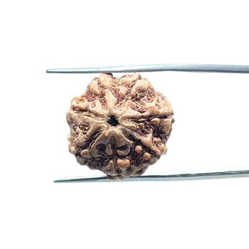 7 Mukhi Nepal Rudraksha (19.76Mm)