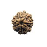 7 Mukhi Nepal Rudraksha (19.77Mm)
