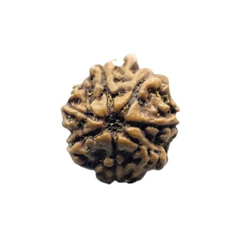 7 Mukhi Nepal Rudraksha (19.77Mm)