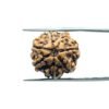 7 Mukhi Nepal Rudraksha (19.77Mm)