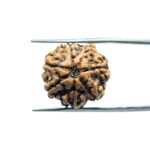 7 Mukhi Nepal Rudraksha (19.77MM)