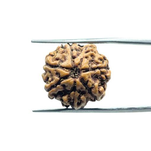 7 Mukhi Nepal Rudraksha (19.77Mm)