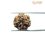 7 Mukhi Nepal Rudraksha (19.77Mm)