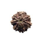 7 Mukhi Nepal Rudraksha (19.86Mm)
