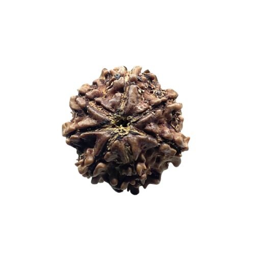 7 Mukhi Nepal Rudraksha (19.86Mm)