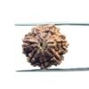 7 Mukhi Nepal Rudraksha (19.86Mm)