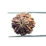 7 Mukhi Nepal Rudraksha (19.86MM)